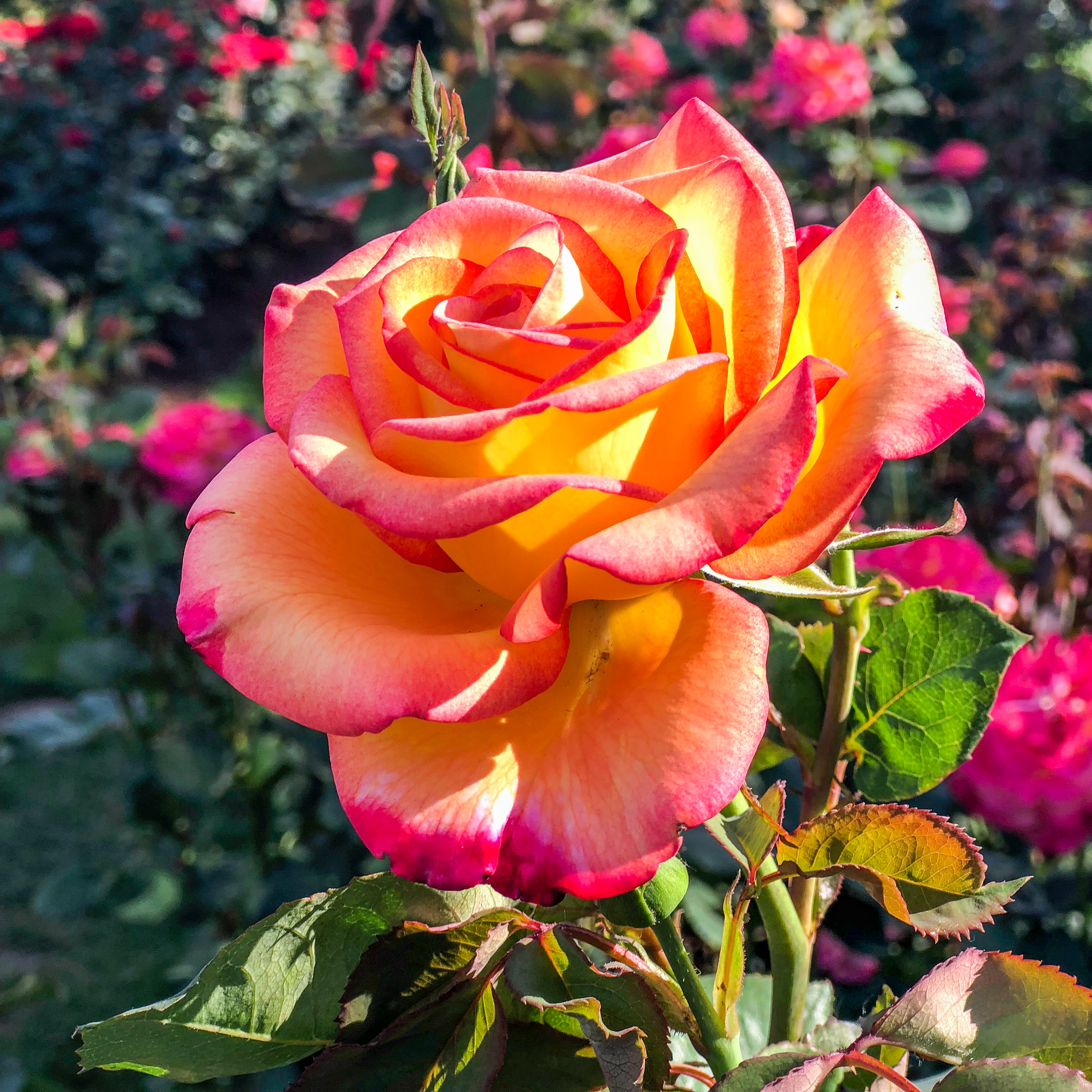 International Test Rose Garden Portland Oregon | HilaryStyle